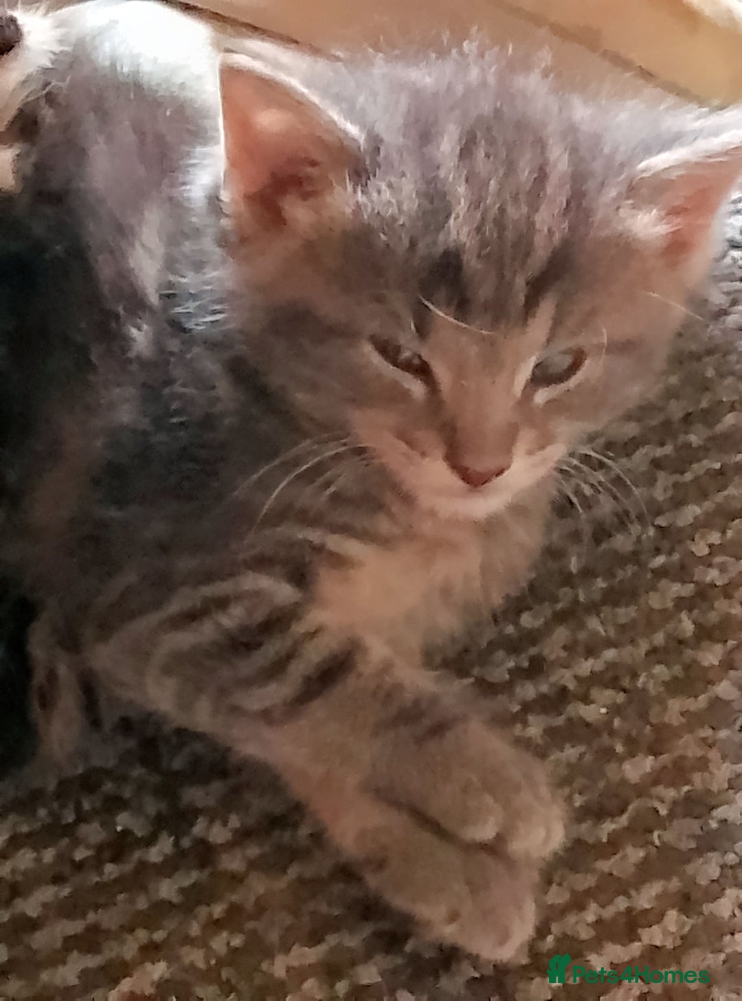 Norwegian Forest Cat cats for sale: 4 11 week old kittens  - Image 11