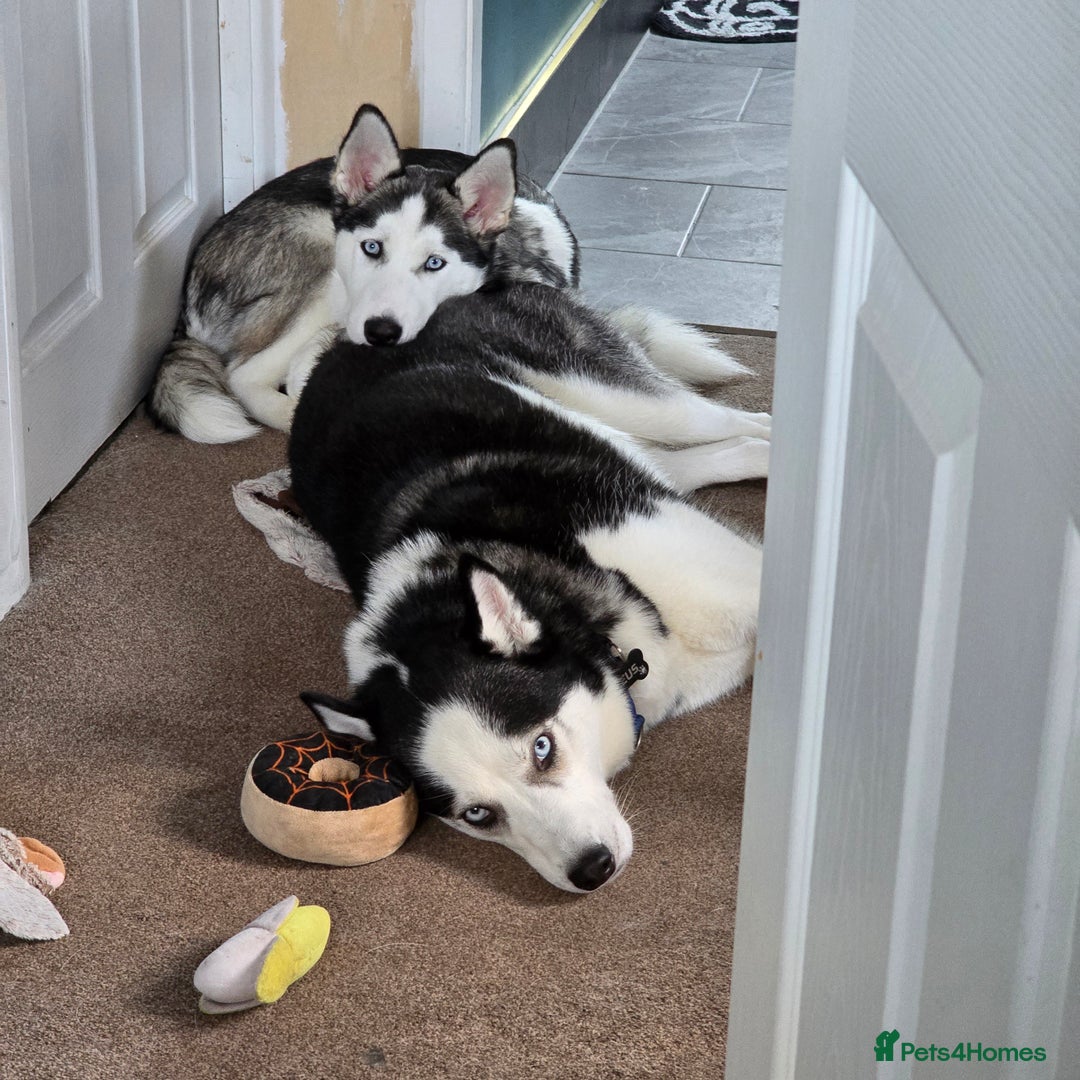 Utonagan dogs for sale: 6 months old Female Husky cross Malamute - Advert 8