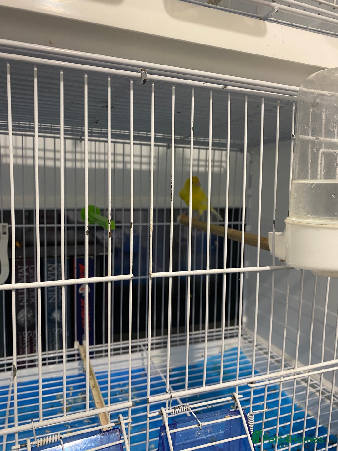 Canaries birds for sale: 4 waterslagger Canary  - Advert 2
