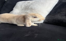 English Lop rabbits for sale: 2x rabbits - Image 6