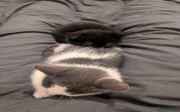 Mixed Breed cats for sale: Duo Kittens - Image 6