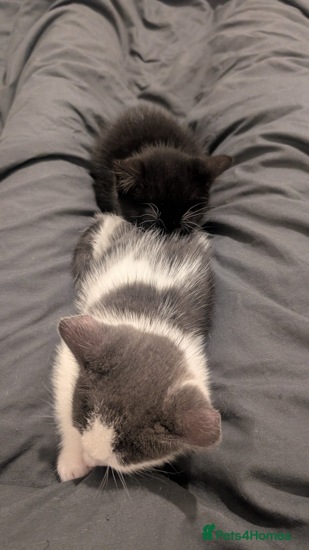 Mixed Breed cats for sale: Duo Kittens - Image 6