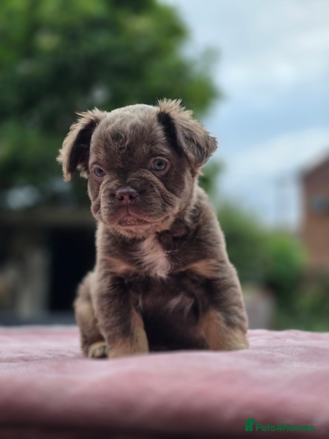 French Bulldog dogs for sale: Fluffy french bulldogs carrying Pink - Image 23