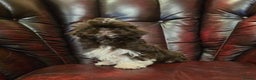 Shih Tzu dogs for sale: Stunning shih tzu - Advert 15