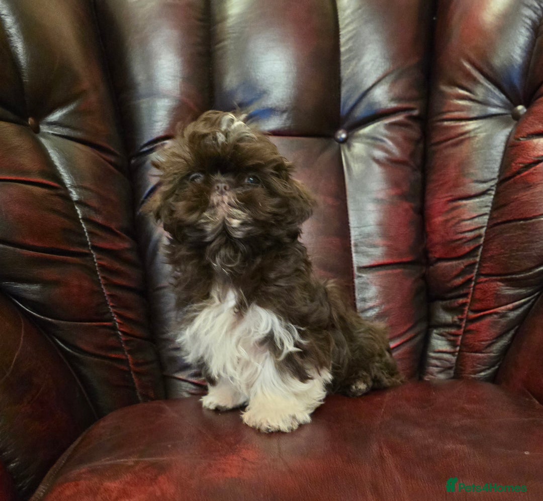 Shih Tzu dogs for sale: Stunning shih tzu - Advert 15