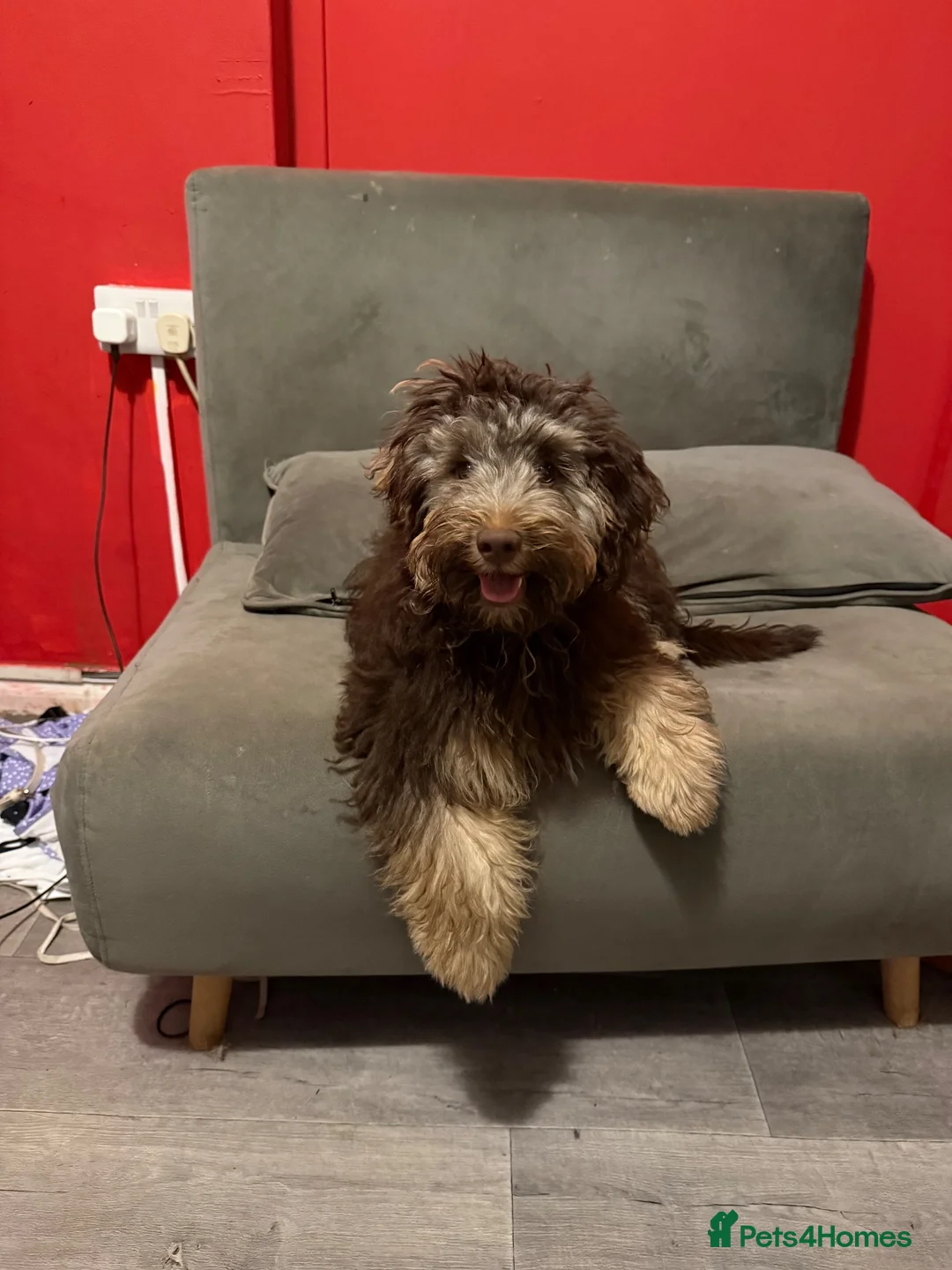 Mixed Breed dogs for sale: Dixie - Advert 2
