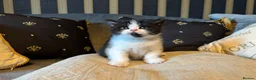 British Shorthair cats for sale: Grand champion sired - Advert 5