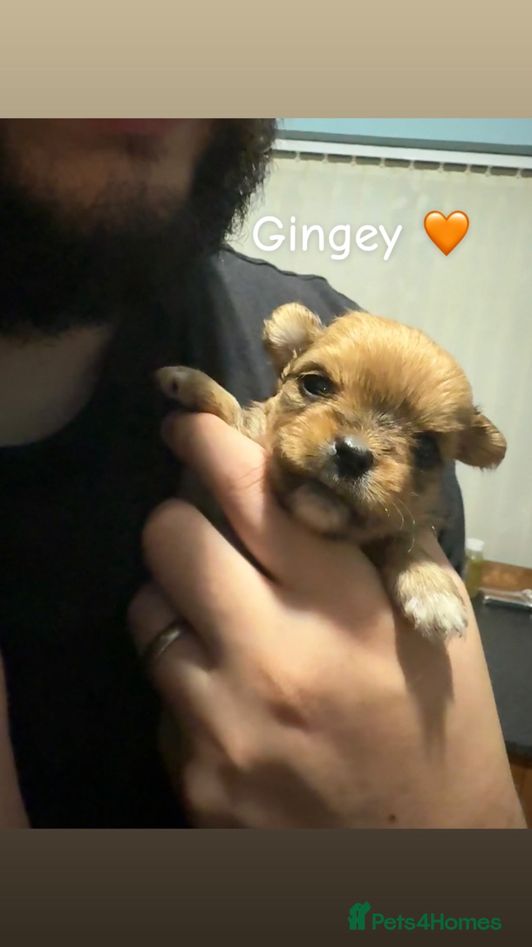 Mixed Breed dogs for sale: 🐾 Fluffy & Friendly! Teddy Bear puppies 🐾 - Image 2