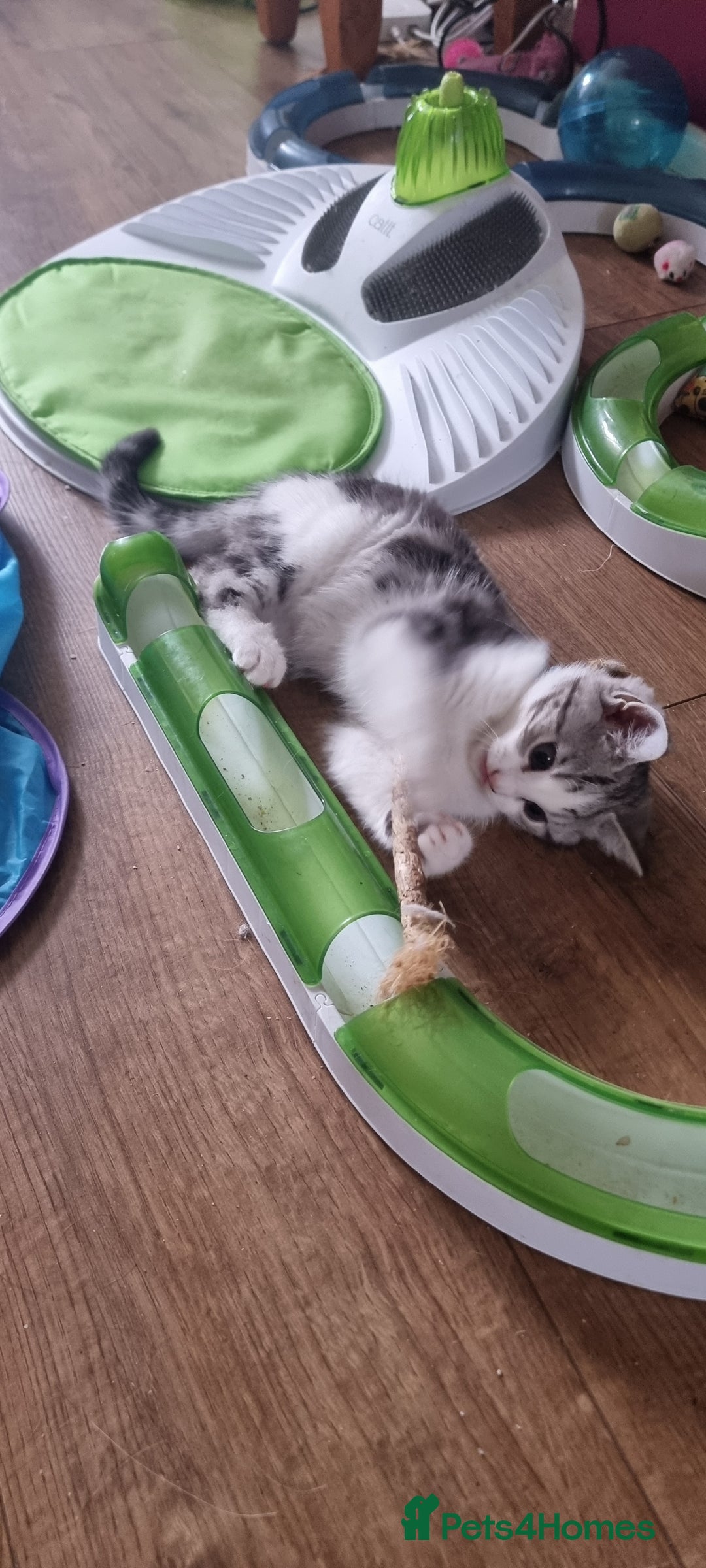 Mixed Breed cats for sale: A loveable Persian kitten - Advert 23