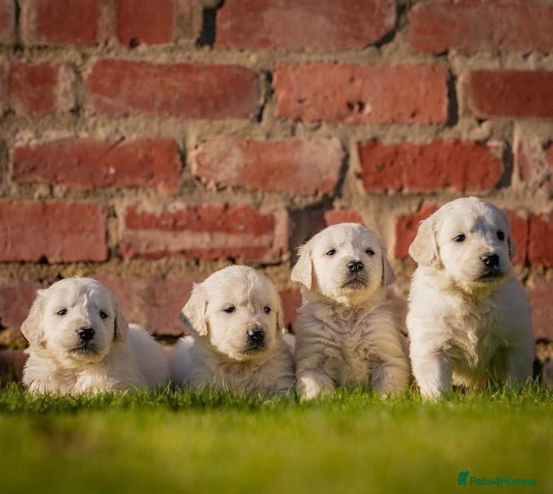 Golden Retriever dogs for sale: Old English cream golden retrievers  - Image 14