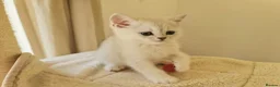 British Shorthair cats for sale: BRITISH SHORTHAIR KITTEN BLUE EYES  - Advert 32