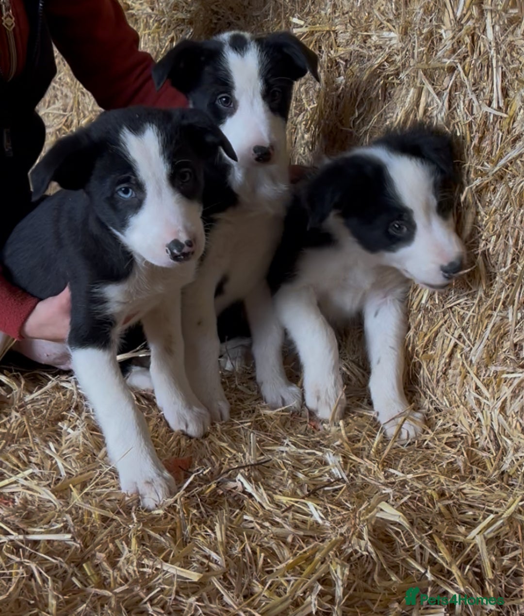 Border Collie dogs for sale: Border collie puppies  - Image 2