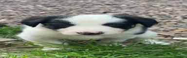 Border Collie 2