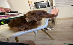 Miniature Dachshund dogs for stud: SLINKY (stud) in Liverpool - Image 15