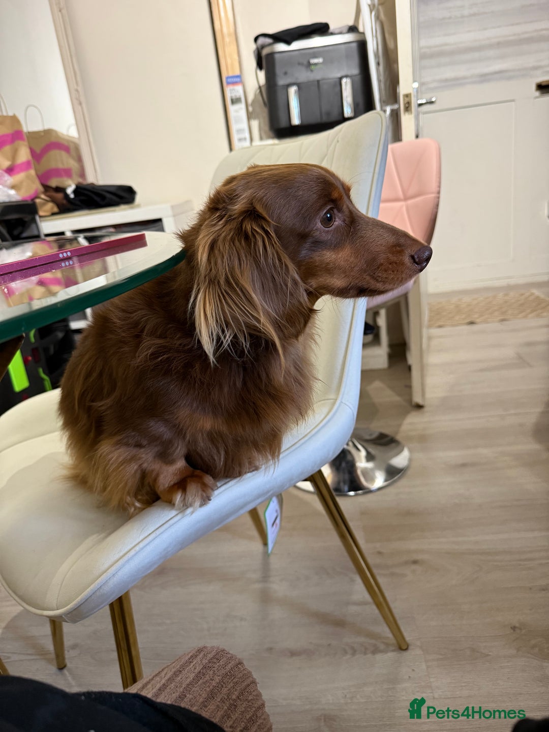 Miniature Dachshund dogs for stud: SLINKY (stud) in Liverpool - Image 15