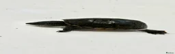 Turtle reptiles for sale: Musk turtles with full set - Advert 2