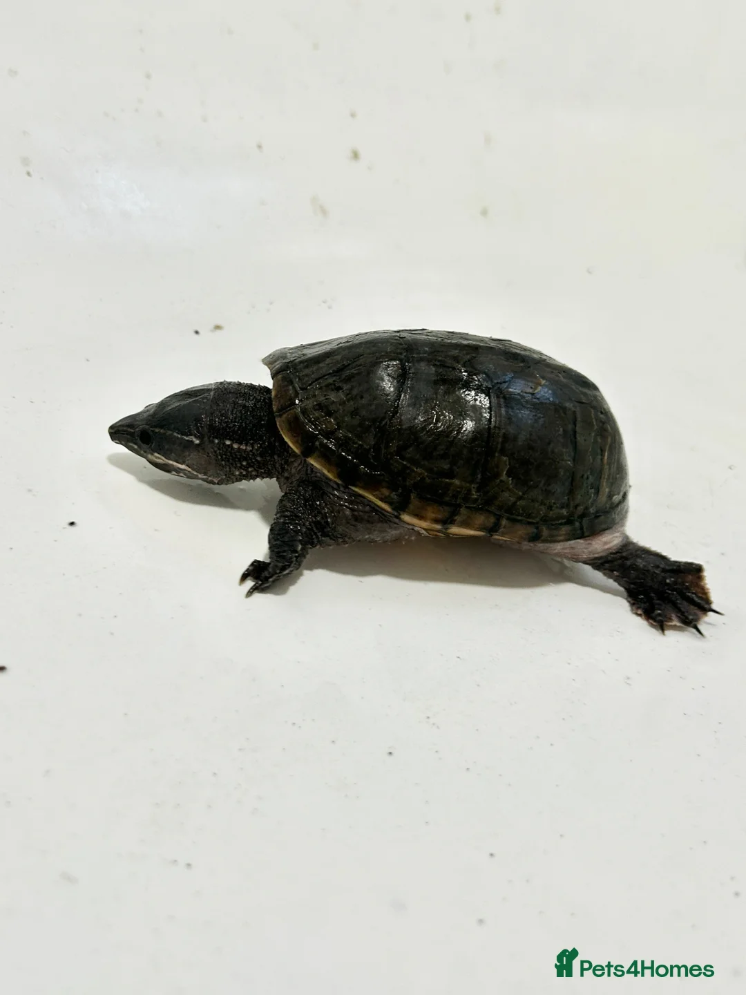 Turtle reptiles for sale: Musk turtles with full set - Advert 2