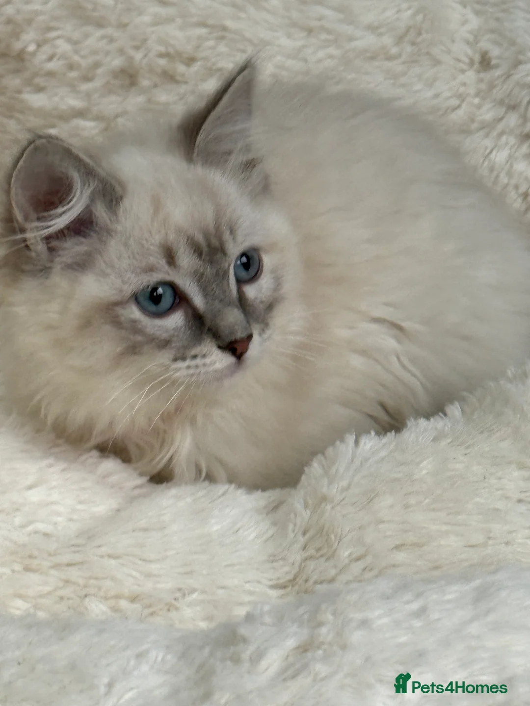 Ragdoll cats for sale: 🏅GCCF RAGDOLLS AWARD WINNING LINES NOW AVAILABLE  - Advert 13