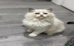 Ragdoll cats for sale: Stunning Ragdoll Boy - Image 4