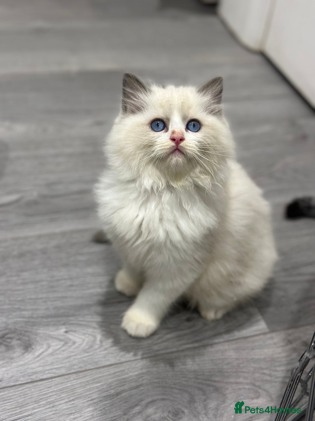 Ragdoll cats for sale: Stunning Ragdoll Boy - Image 4