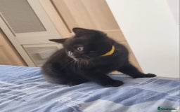Mixed Breed cats for sale: Beautiful Mixed British Shorthair Kittens - Image 3