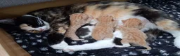 Mixed Breed cats for sale: 5 kittens  in Harlow - Advert 18