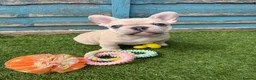 French Bulldog dogs for sale: 5 frenchbull dog puppes - Advert 2