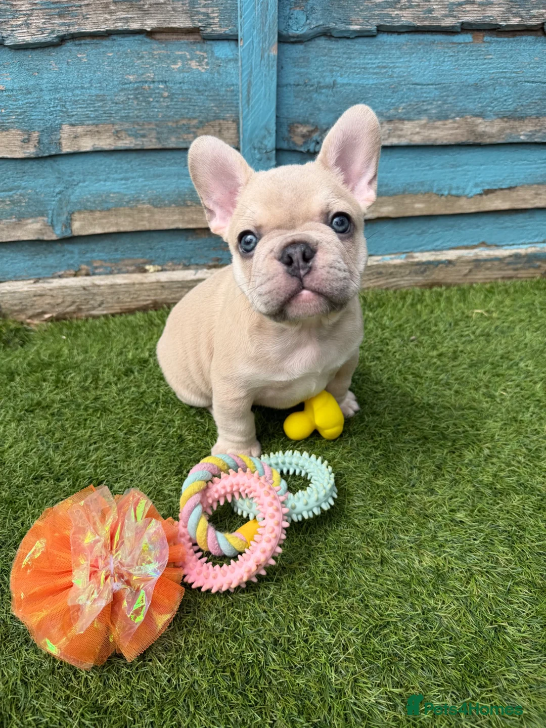 French Bulldog dogs for sale: 5 frenchbull dog puppes - Advert 2