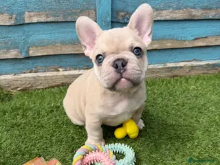 French Bulldog dogs 5 frenchbull dog puppes - Advert 1