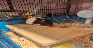 Hamster rodents - Advert 16