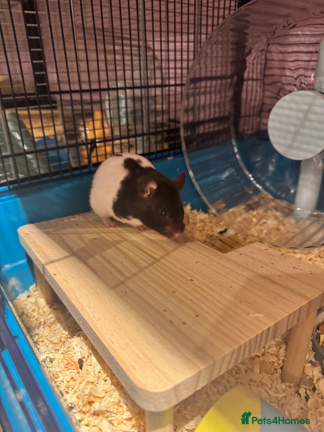 Hamster rodents for sale: Older TAME hamsters  - Image 3