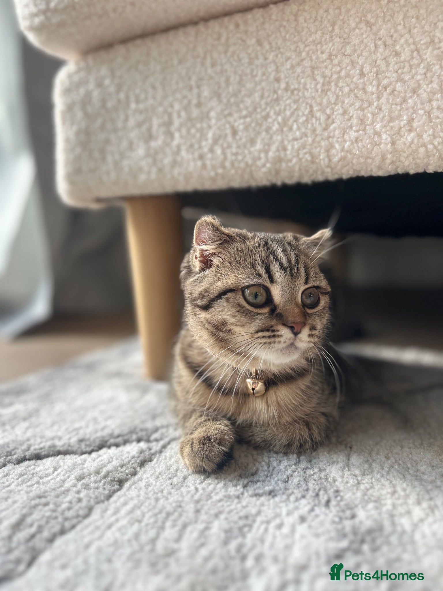 Scottish Fold cats Scottish fold for sale - Advert 3