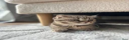 Scottish Fold cats for sale: Scottish fold for sale in Poole - Advert 1