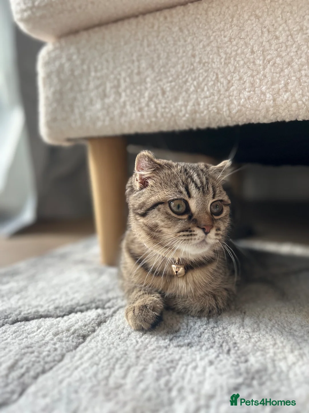 Scottish Fold cats for sale: Scottish fold for sale in Poole - Advert 1