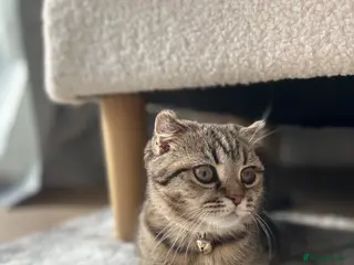 Scottish Fold cats Scottish fold for sale - Advert 17