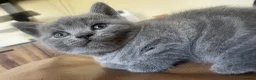 British Shorthair cats for sale: British Blue kittens for sale - Advert 3