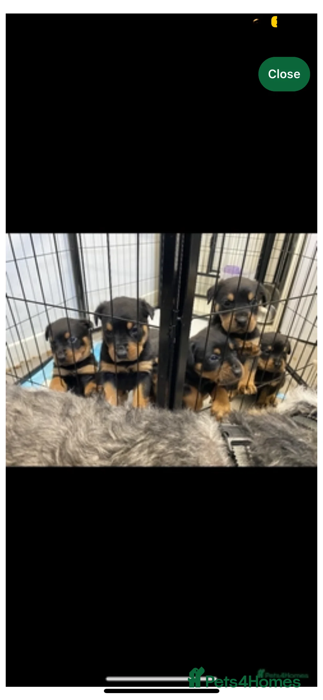 Rottweiler dogs for stud: Rottie male for stud in Ayr - Advert 20