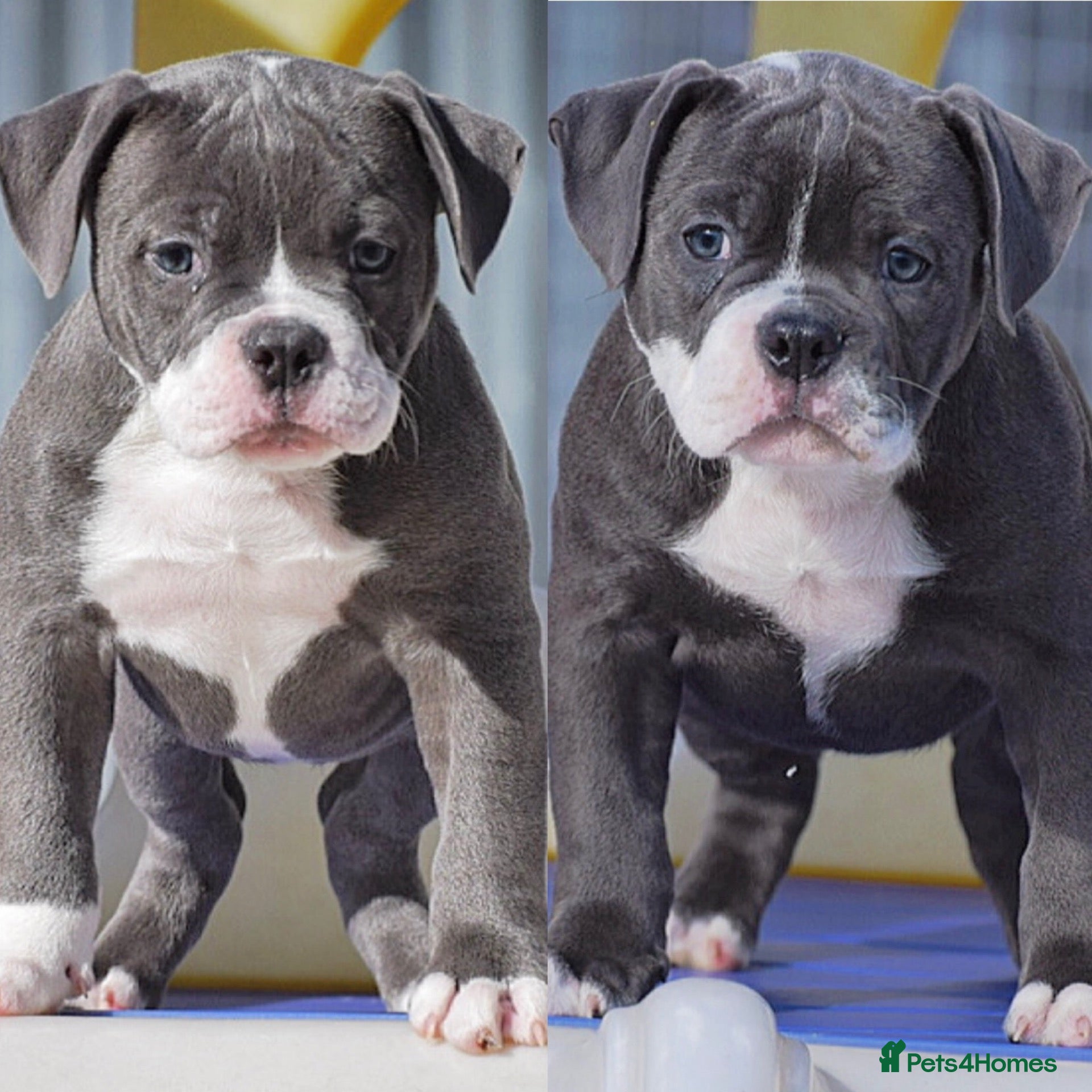 Old Tyme Bulldog dogs 23 years 5⭐️Licensed & Registered uk no1  - Advert 11