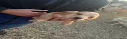 Cocker Spaniel dogs for sale: Beautiful cocker spaniels  in Chichester - Advert 7