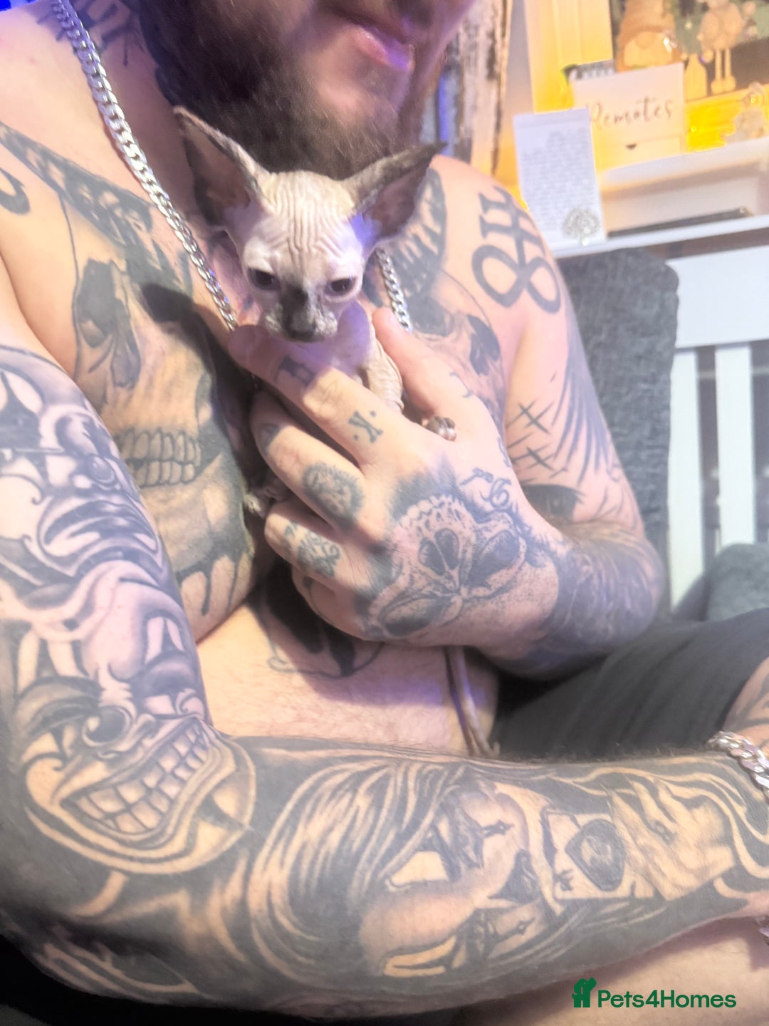 Sphynx cats for sale: Female bambino Sphynx  - Advert 7