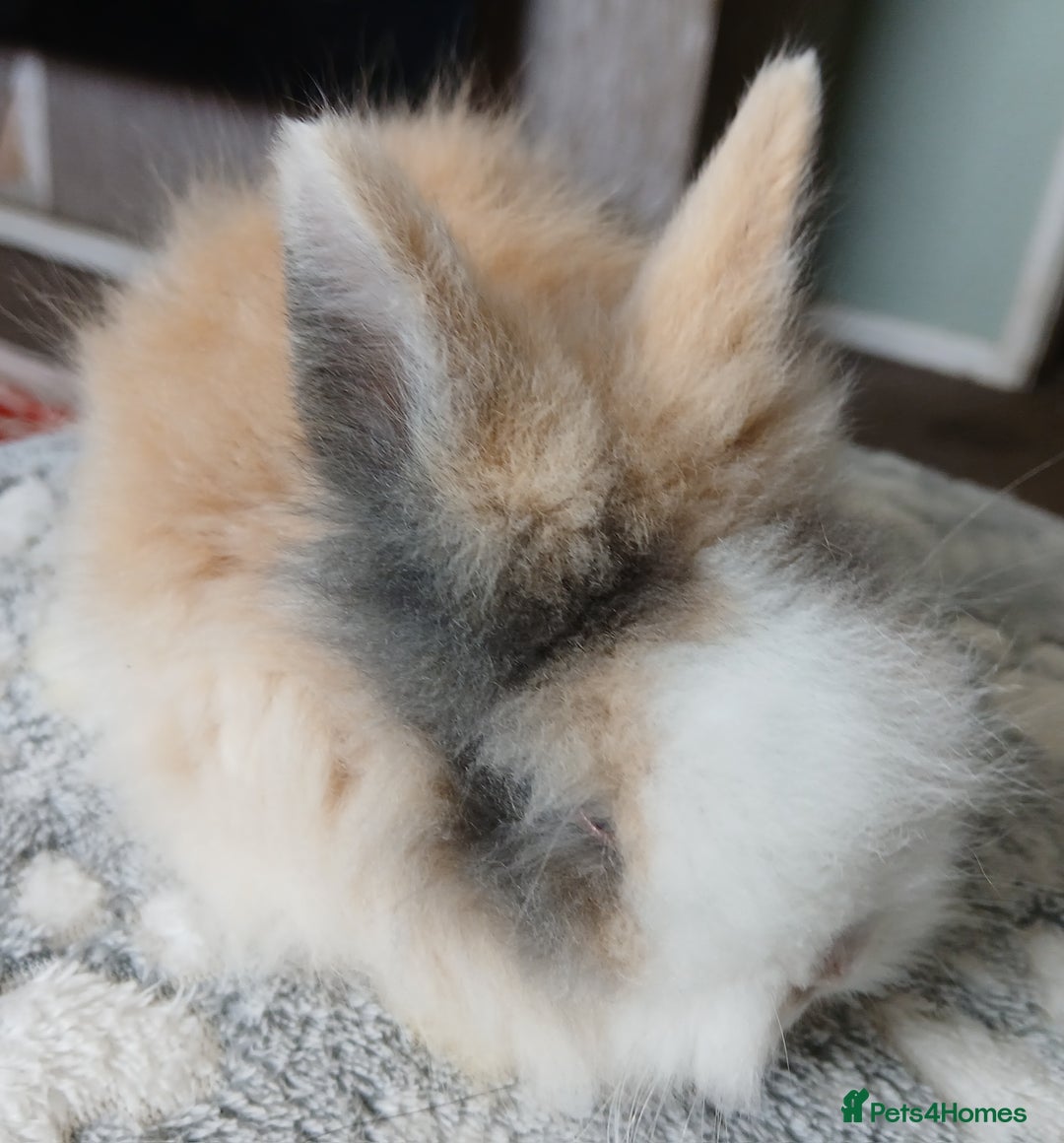 Lionhead rabbits for sale: Stunning DM Lionhead baby rabbits  - Image 4