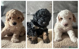Cockapoo dogs for sale: F1BB Toy Cockapoo puppies - Image 1