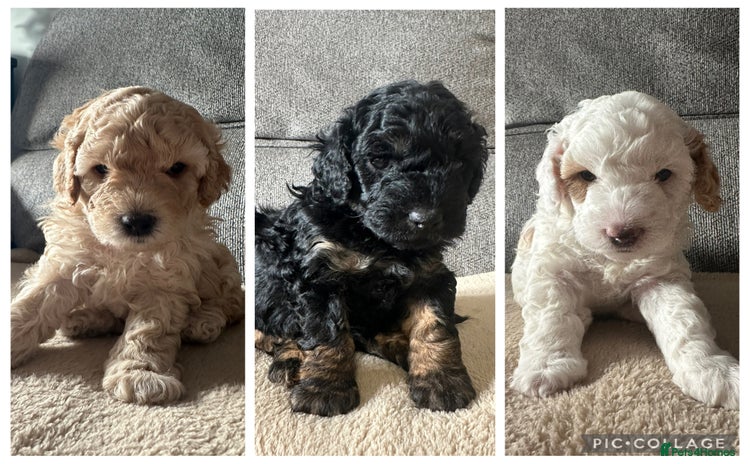 Cockapoo dogs - Advert 16