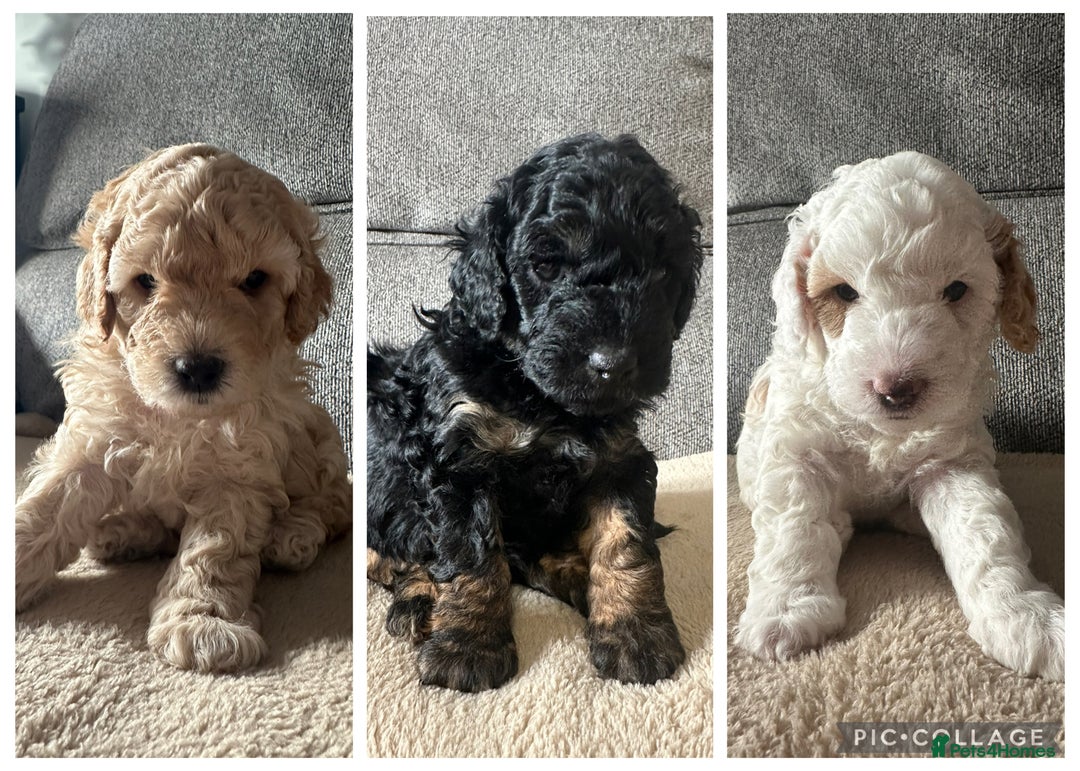 Cockapoo dogs for sale: F1BB Toy Cockapoo puppies - Image 1
