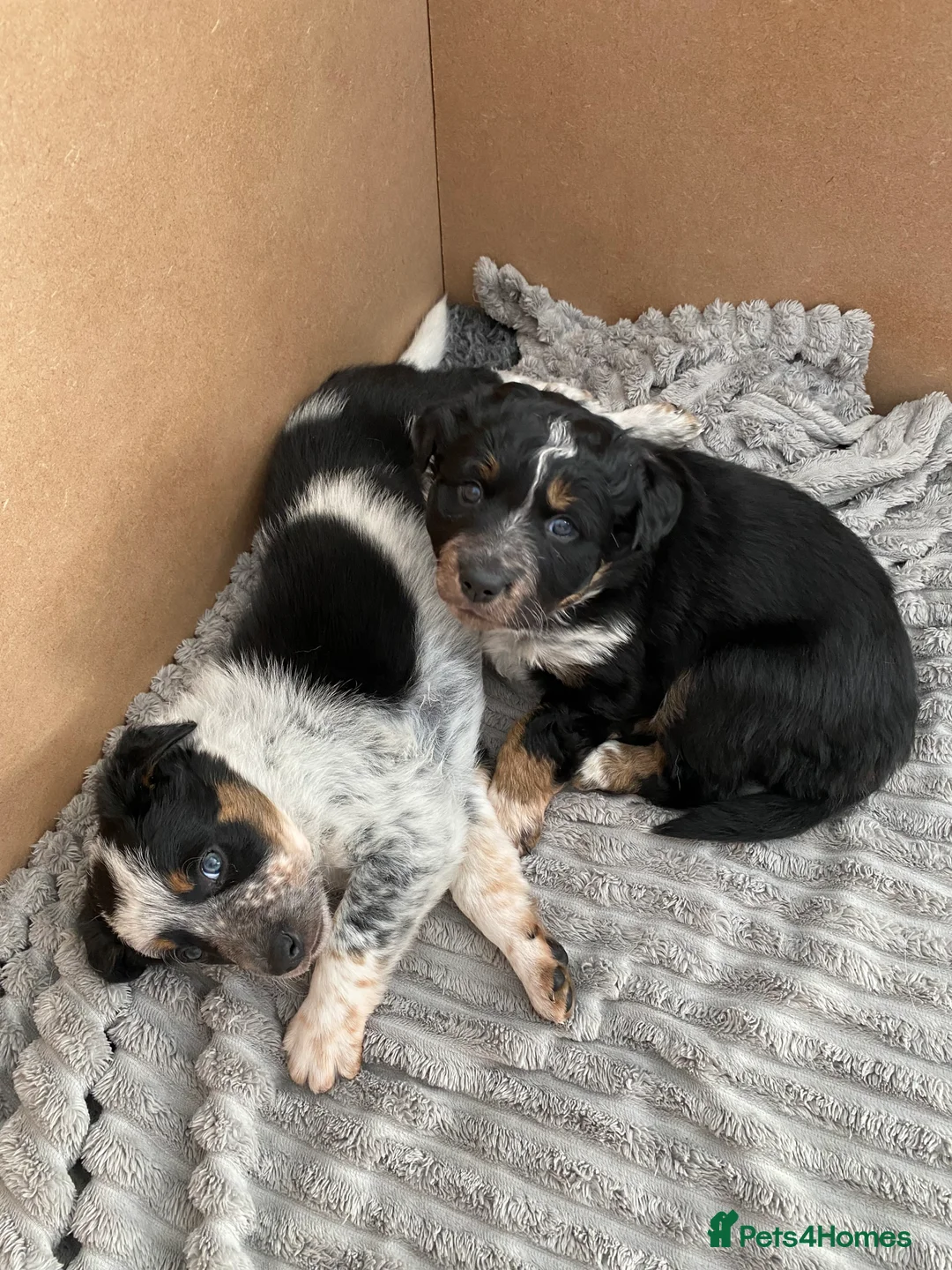 Border Collie dogs for stud: DNA clear proven Border Collie stud  in Treorchy - Advert 10