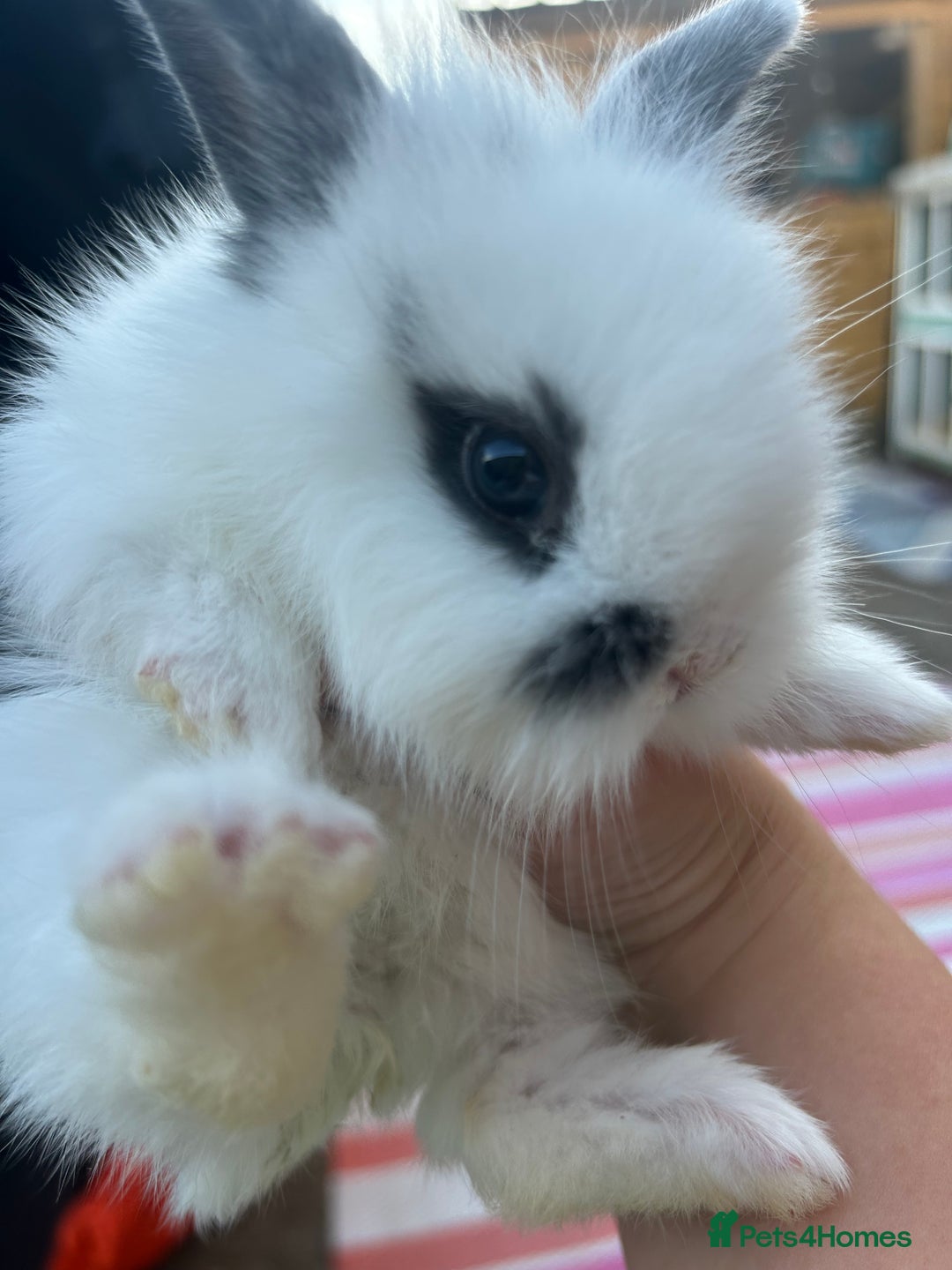 Mini Lion Lop rabbits for sale: 4x mini lop bunnies  - Image 2