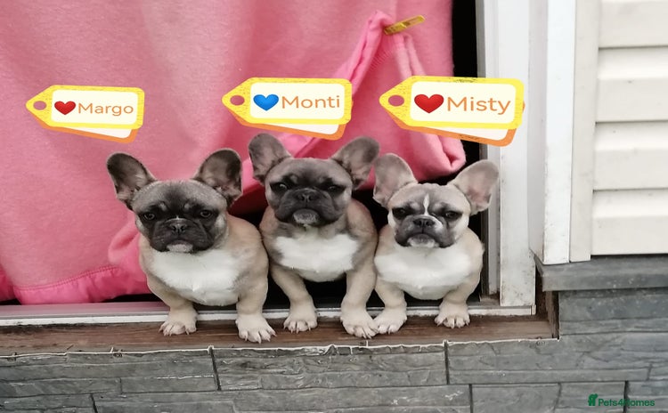 French Bulldog dogs - Advert 10