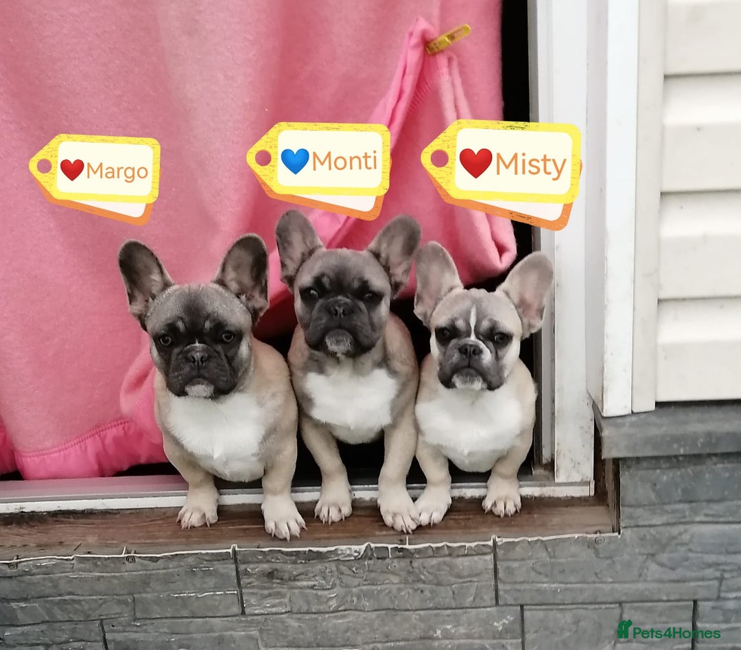 French Bulldog dogs for adoption: 💓🐶 MARGO, MISTY & MONTI💙 - Image 1