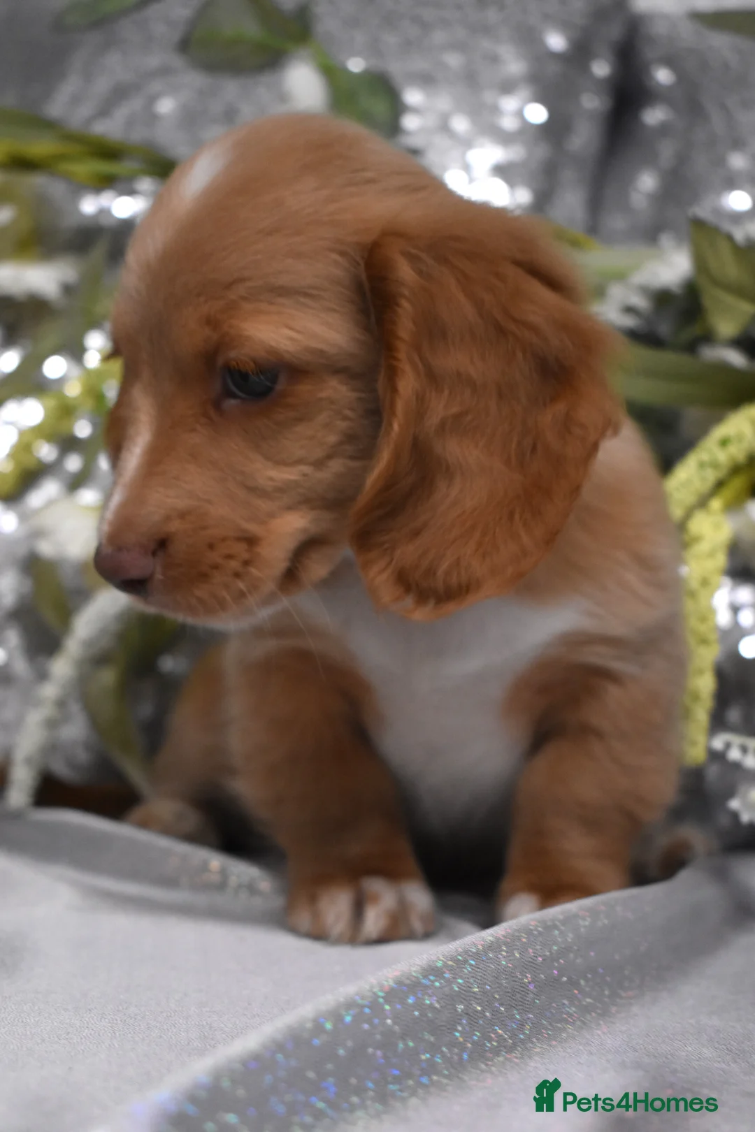 Miniature Dachshund dogs for sale: KC MINIATURE LONG COAT PUPPIES - Advert 5