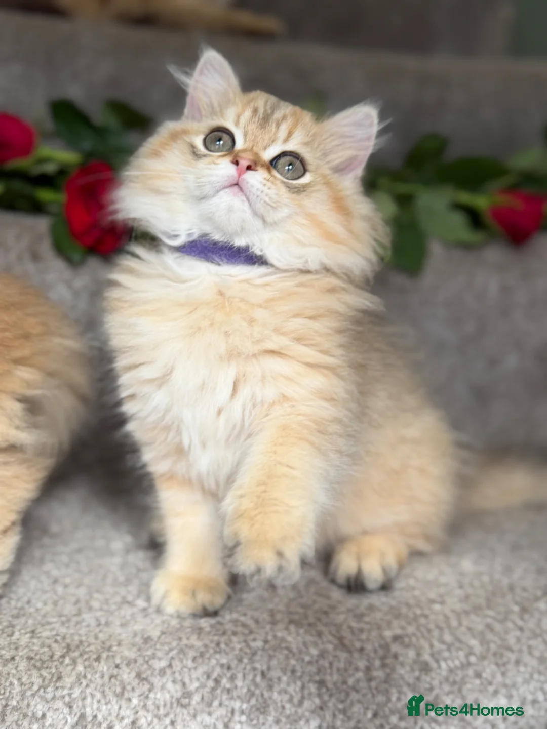 British Longhair cats for sale: BLH adorable golden kittens TICA - Advert 1